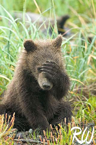 Little Bear Shy Face Funny Photo
