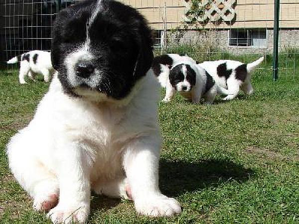 Little Cute Black And White Newfoundland Puppies
