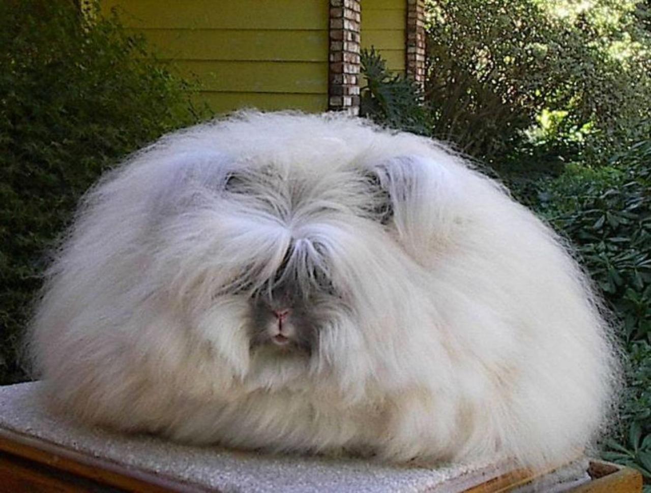 Long Hair Angora Rabbit With Small Face Funny Image