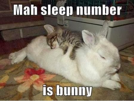 Mah Sleep Number Is Bunny Funny Rabbit Meme Picture