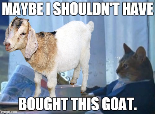 Maybe I Shouldn't Have Bought This Goat Funny Goat Meme Image