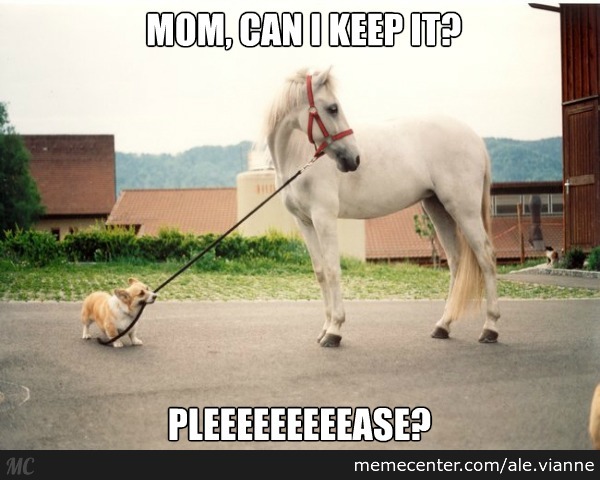 Mom Can I Keep It Funny Horse Meme Image