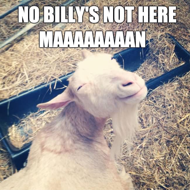 No Billy's Not Here Funny Goat Meme Image