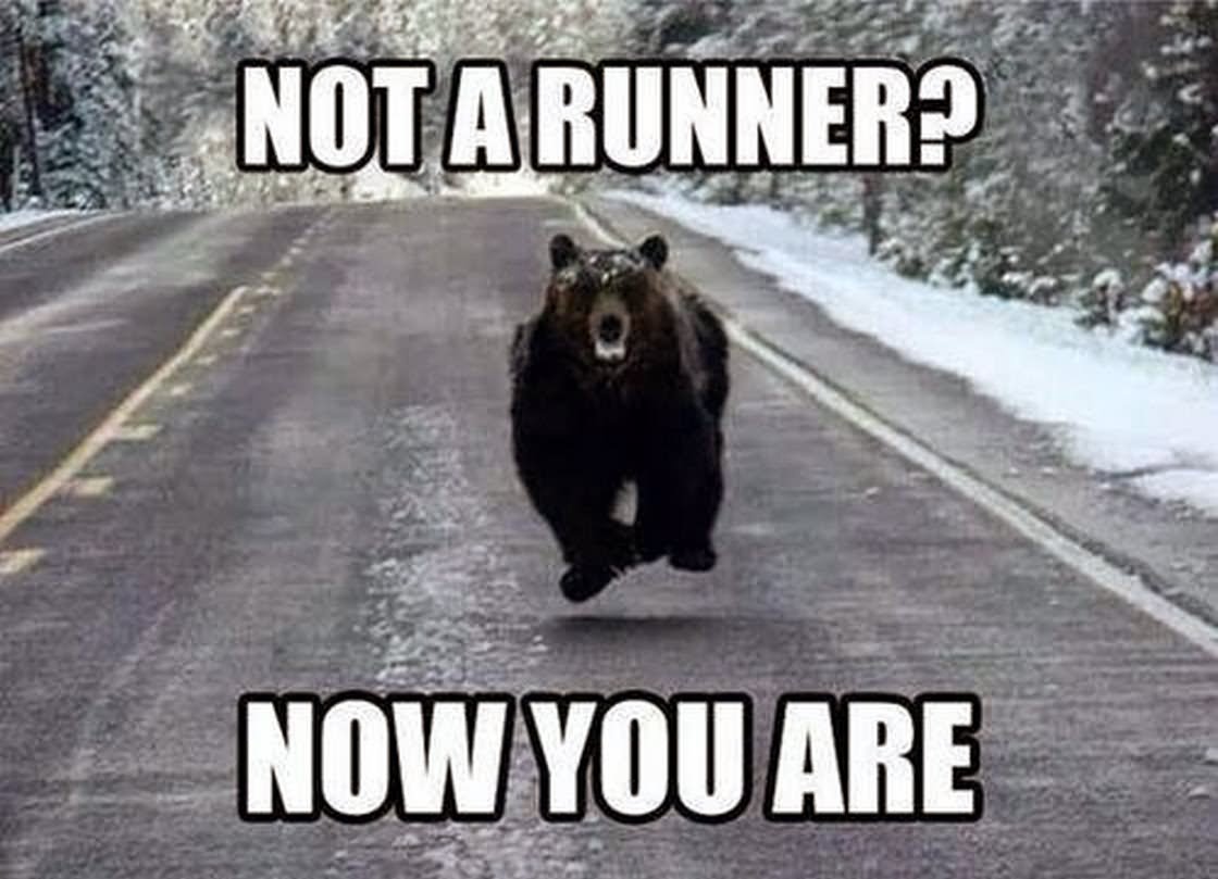 Not A Runner Now You Are Funny Bear Meme Image