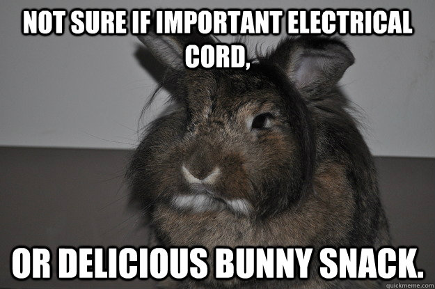 Not Sure If Important Electrical Cord Funny Rabbit Meme Image.