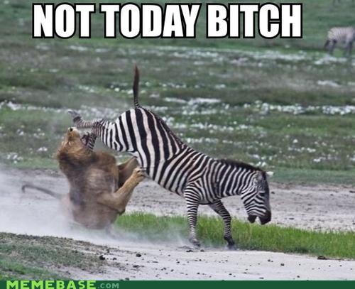 Not Today Bitch Funny Zebra Meme Image For Whatsapp