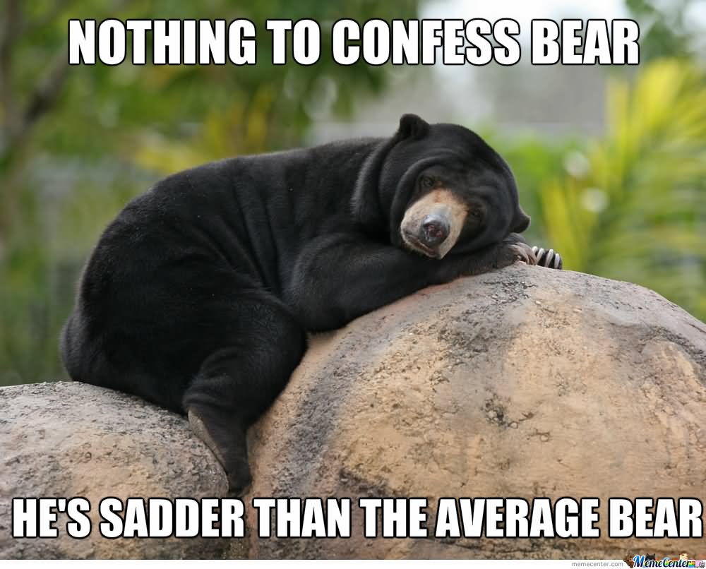 Nothing To Confess Bear Funny Meme Photo