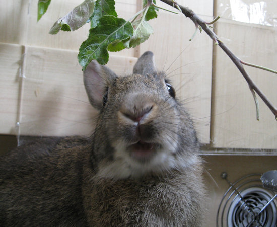 Open Mouth Funny Rabbit Face Picture