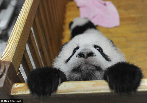 Panda Bear Funny Cute Face Picture