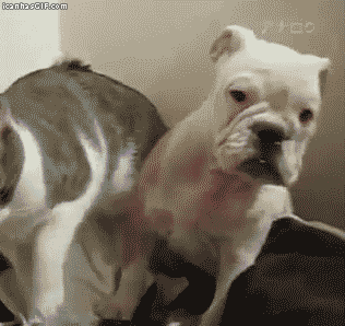 Pet Cat Attack On Dog Funny Gif Picture