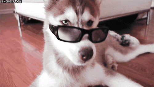 Pet Dog With Eyeglass Funny Gif Image