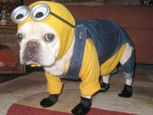 Pet With Minion Costume Funny Picture