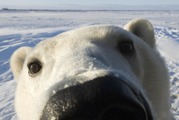 Polar Bear Nose Face Funny Image