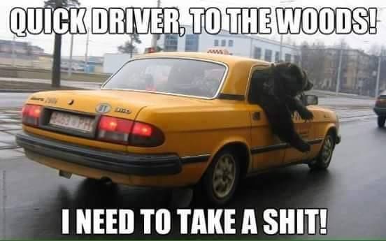 Quick Driver To The Woods I Need To Take A Shit Funny Bear Meme Picture