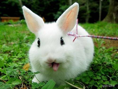 Rabbit Closeup Face Funny Image