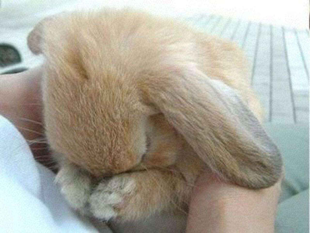 Rabbit Covering Face Funny Image