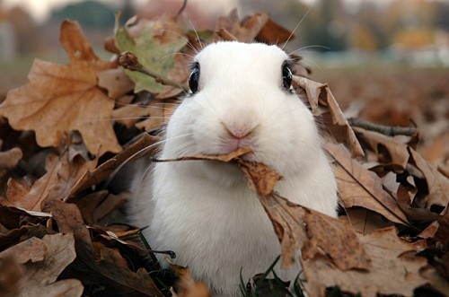 Rabbit Leaves Eating Face Funny Picture