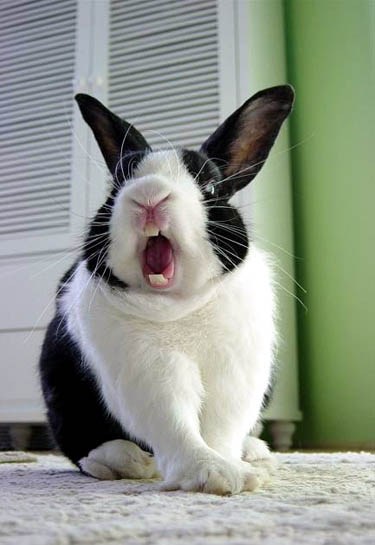 Rabbit Screaming Face Funny Picture