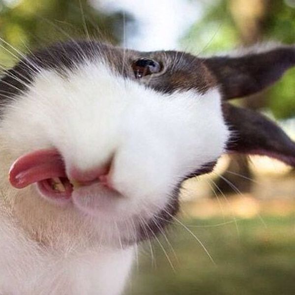 Rabbit Showing Tongue Closeup Face Funny Image