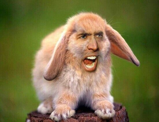 Rabbit With Angry Nicolas Cage Funny Photoshop Image