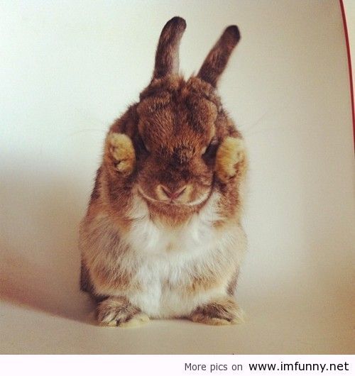 Rabbit With Sad Face Funny Image