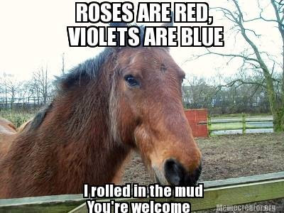 Roses Are Red violets Are Blue Funny Horse Meme Picture