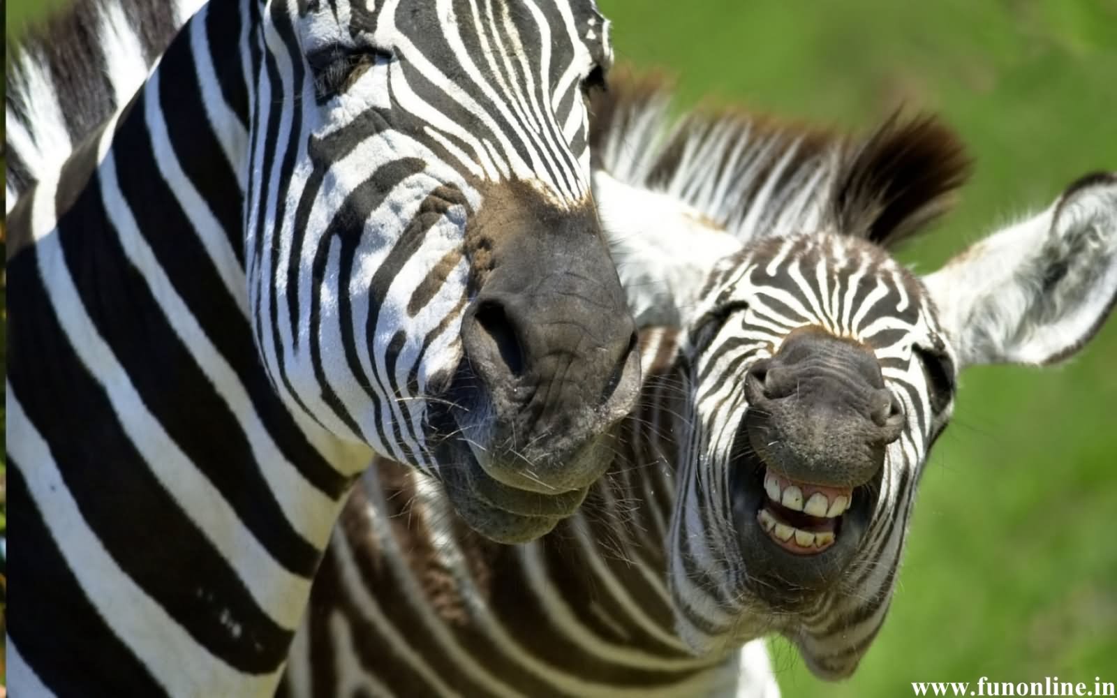 Sad And Smiling Face Zebras Funny Picture