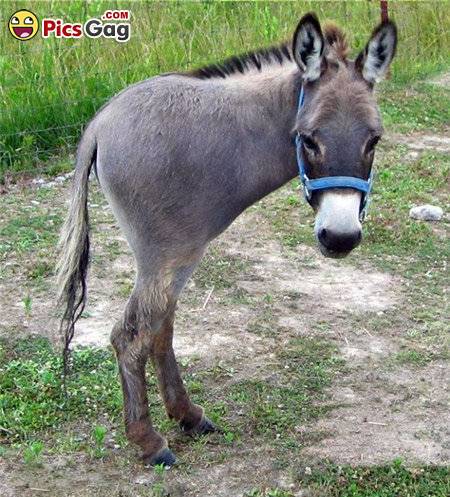 Sad Face Donkey With Two Legs Funny Photoshop Photo For Facebook