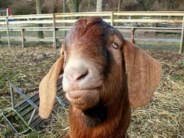 Sad Face Goat Funny Picture