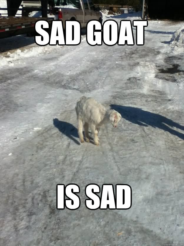 Sad Goat Is Sad Funny Goat Meme Image