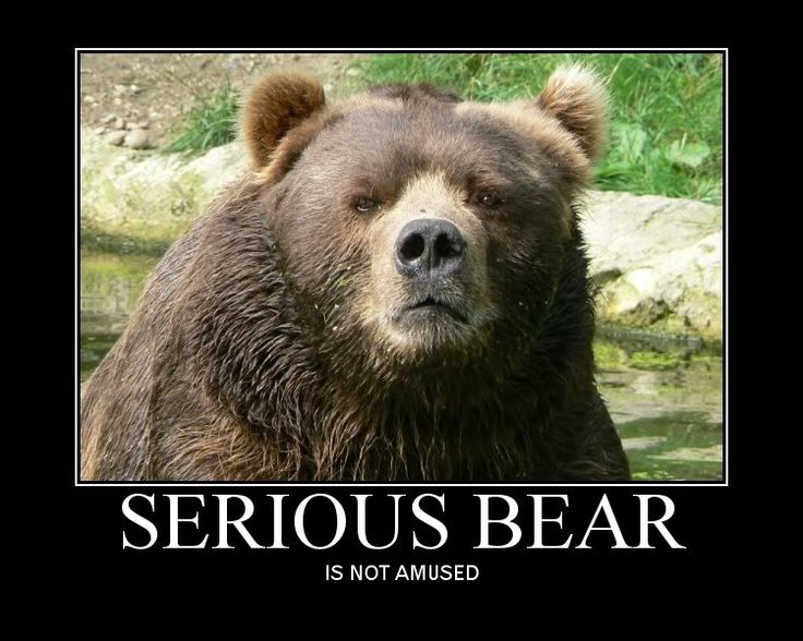 Serious Bear Is Not Amused Funny Meme Image