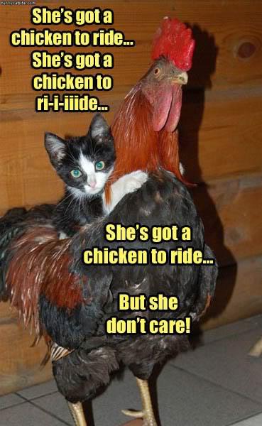 She's Got A Chicken To Ride But She Don't Care Funny Chicken Meme Picture