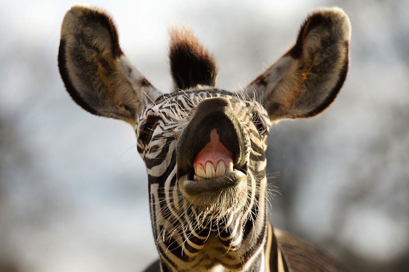 Showing Teeth Funny Zebra Face Image