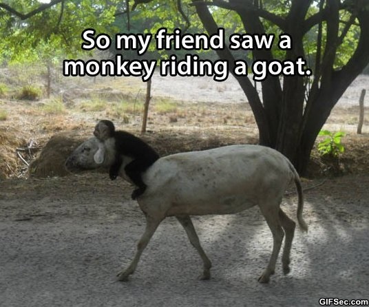 So My Friend Saw A Monkey Riding A Goat Funny Goat Meme Image
