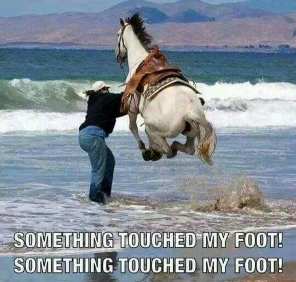 Something Touched My Foot Funny Horse Meme Image