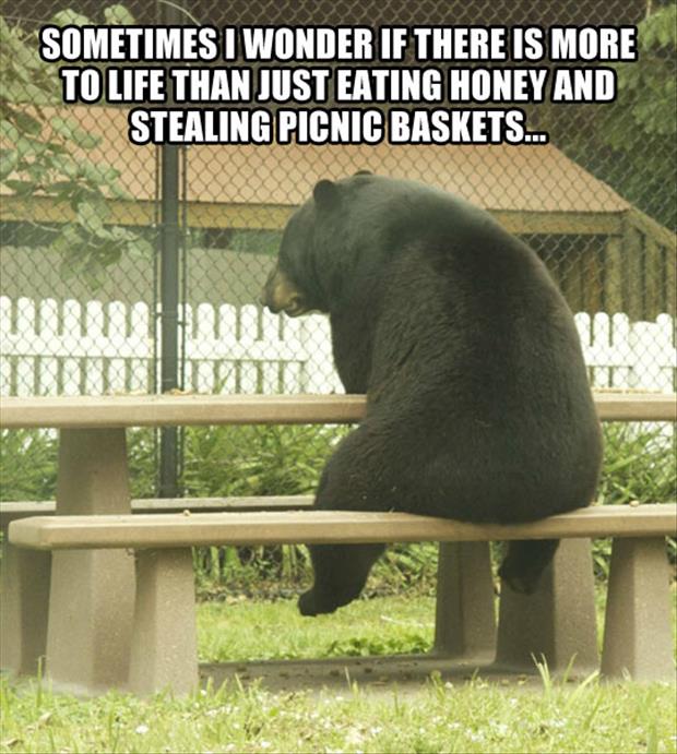 Sometimes I Wonder If There Is More Funny Bear Meme Picture