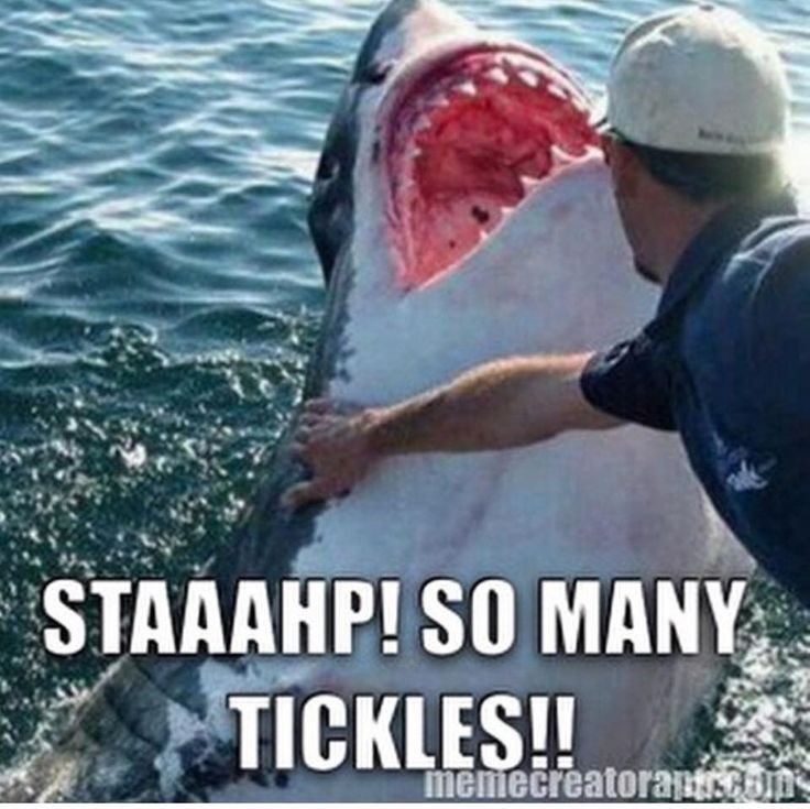 Staaahp So Many Tickles Funny Shark Meme Image For Facebook