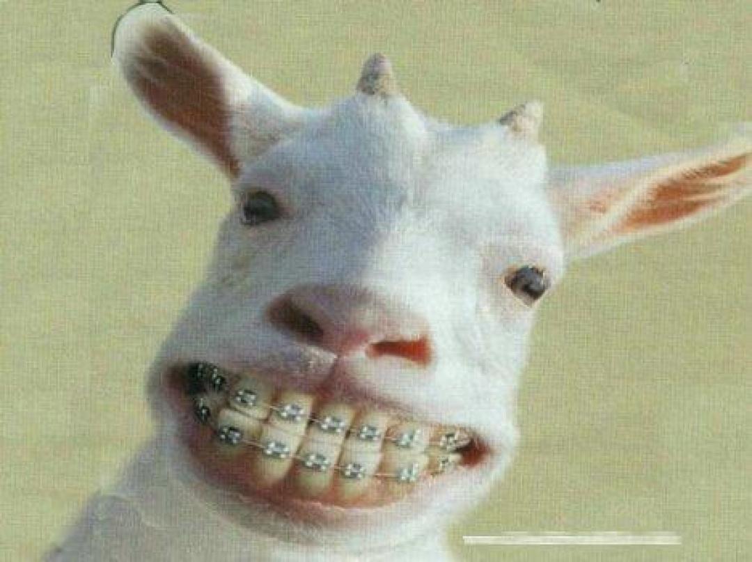 Teeth Showing Goat Face Funny Picture
