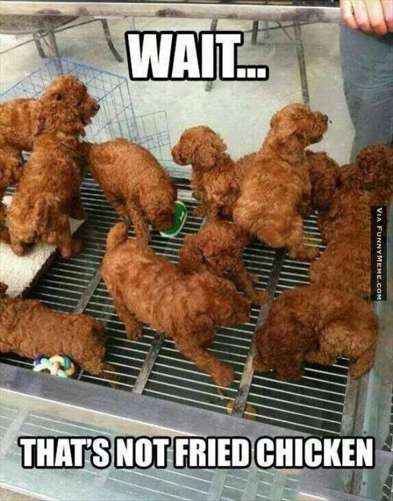 That's Not Fried Chicken Funny Meme Picture
