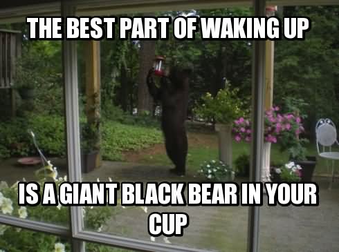 The Best Part Of Waking Up Funny Bear Meme Picture