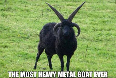 The Most Heavy Metal Goat Ever Funny Goat Meme Image