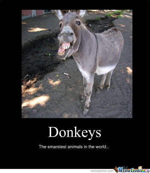 The Smartest Animals In The World Funny Donkey Meme Picture