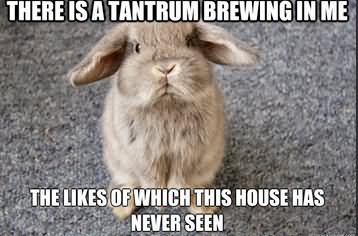 There Is A Tantrum Brewing In Me Funny Rabbit Meme Image
