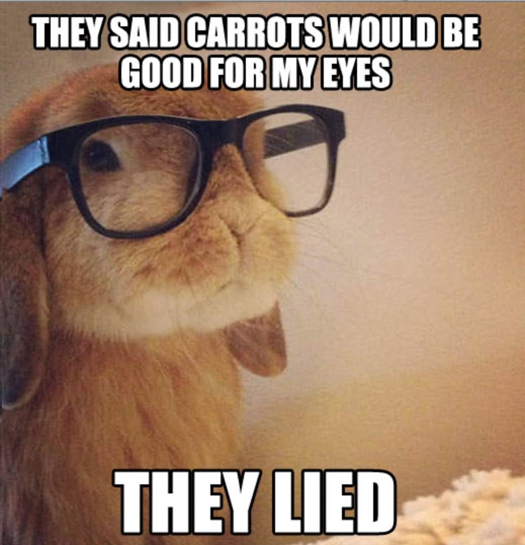 They Said Carrots Would Be Good For My Eyes Funny Rabbit Meme Picture For Facebook