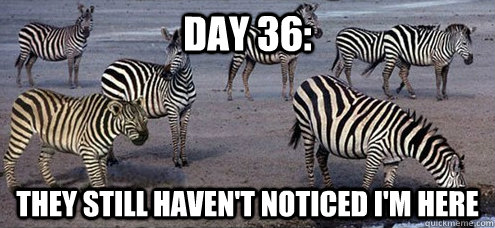 They Still Haven't Noticed I Am Here Funny Zebra Meme Image