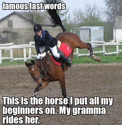 This Is The Horse I Put All My Beginners On Funny Horse Meme Image