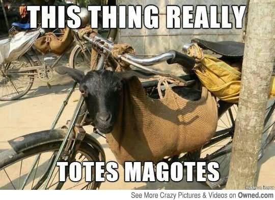 This Thing Really Totes Magotes Funny Goat Meme Image