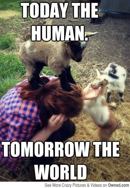 Today The Human Tomorrow The World Funny Goat Meme Photo