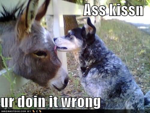 Ur Doin It Wrong Funny Donkey Meme Picture