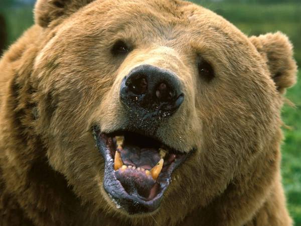 Very Funny Laughing Face Bear Picture